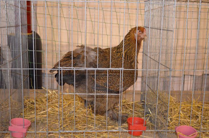 DSC_2479 - S- Expozitie Gherla 2014