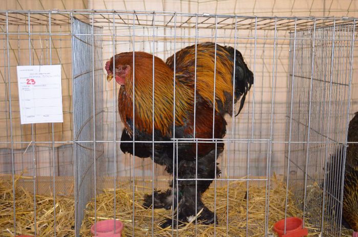 DSC_2480 - S- Expozitie Gherla 2014