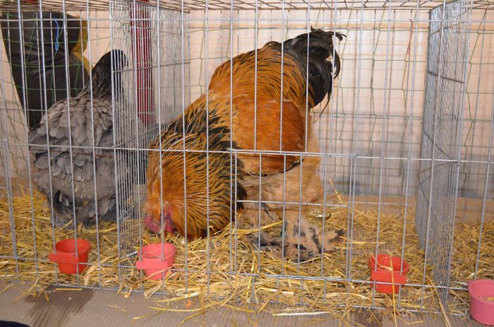 DSC_2483 - S- Expozitie Gherla 2014