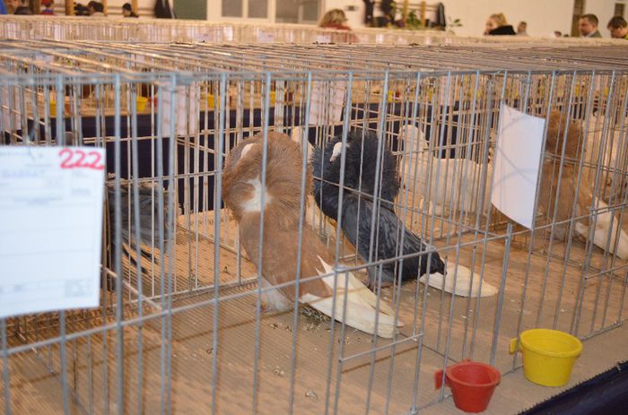 DSC_2485 - S- Expozitie Gherla 2014