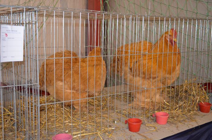 DSC_2486 - S- Expozitie Gherla 2014