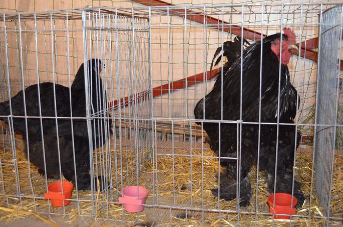 DSC_2490 - S- Expozitie Gherla 2014