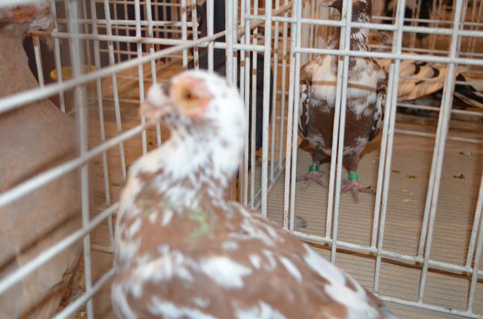 DSC_2493 - S- Expozitie Gherla 2014