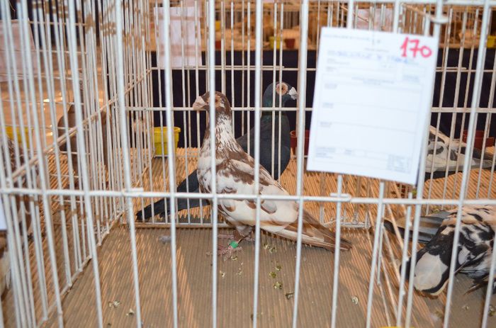 DSC_2494 - S- Expozitie Gherla 2014