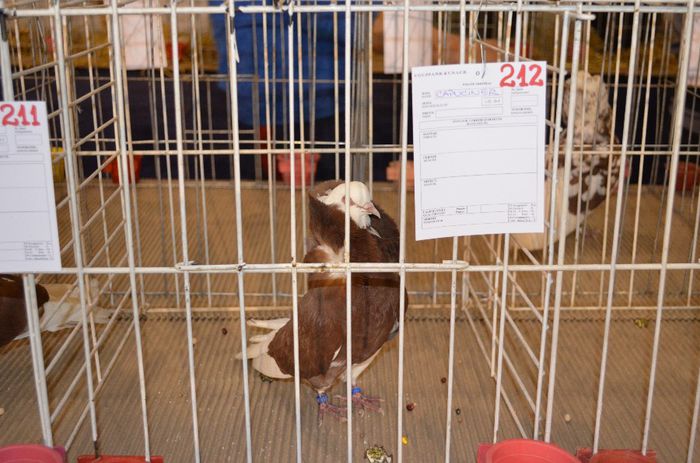 DSC_2496 - S- Expozitie Gherla 2014