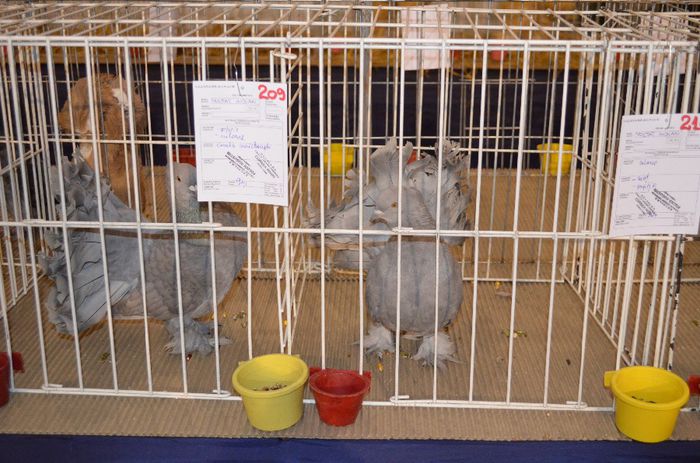 DSC_2497 - S- Expozitie Gherla 2014