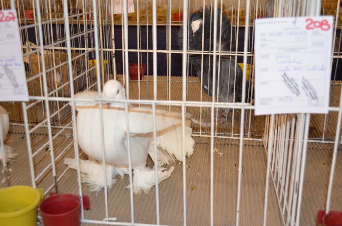 DSC_2498 - S- Expozitie Gherla 2014