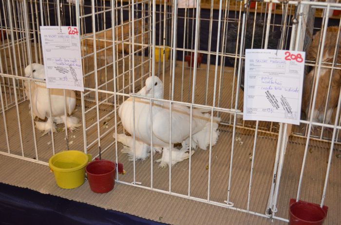 DSC_2499 - S- Expozitie Gherla 2014