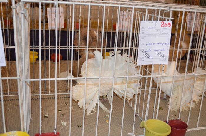 DSC_2500 - S- Expozitie Gherla 2014