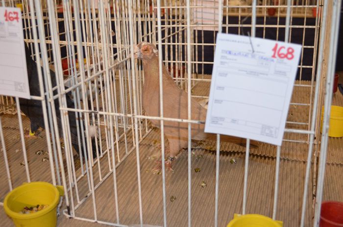 DSC_2508 - S- Expozitie Gherla 2014