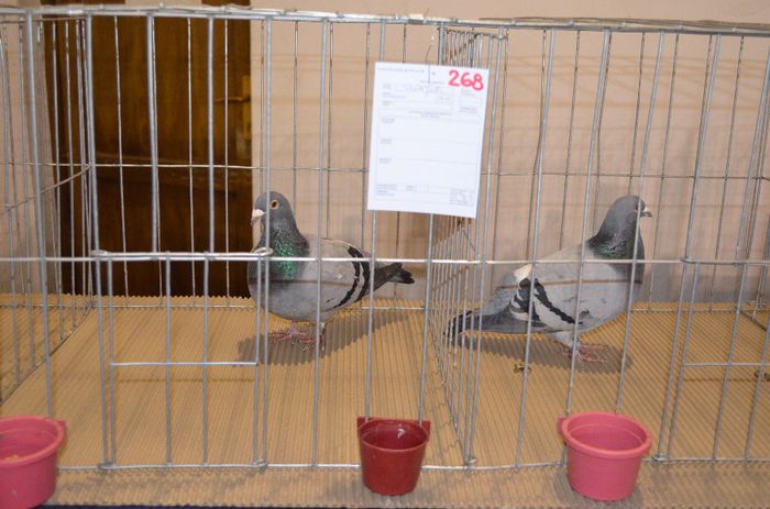 DSC_2514 - S- Expozitie Gherla 2014