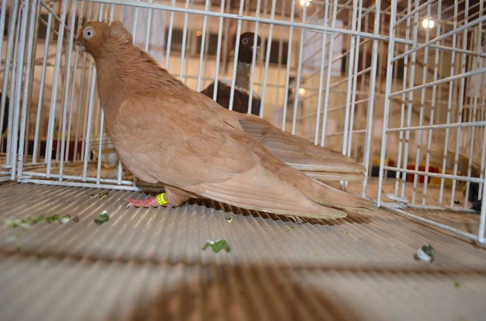 DSC_2526 - S- Expozitie Gherla 2014