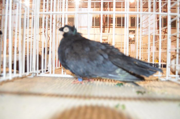 DSC_2527 - S- Expozitie Gherla 2014