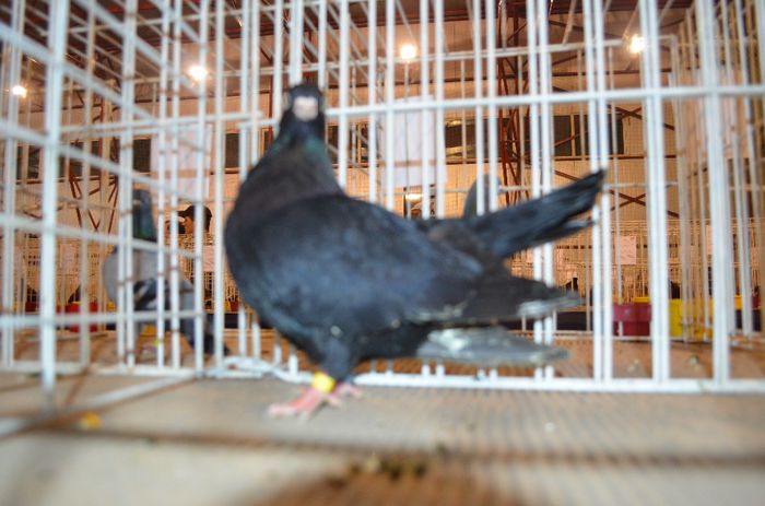 DSC_2531 - S- Expozitie Gherla 2014