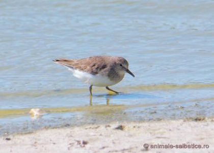 Fugaci pitic; ( Calidris temminckii )

