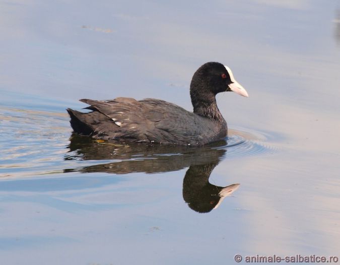 Lisita; ( Fulica atra )
