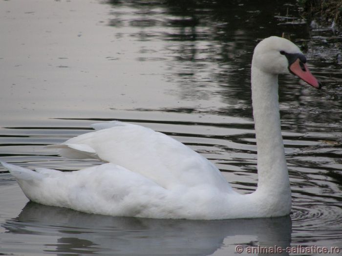 Lebada; ( Cygnus olor )
