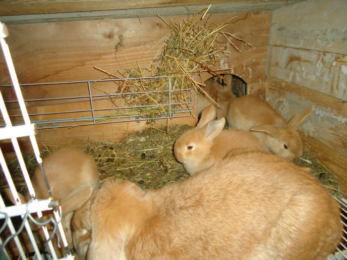 pui din 08.01.2014 - iepuri marele berbec-galben