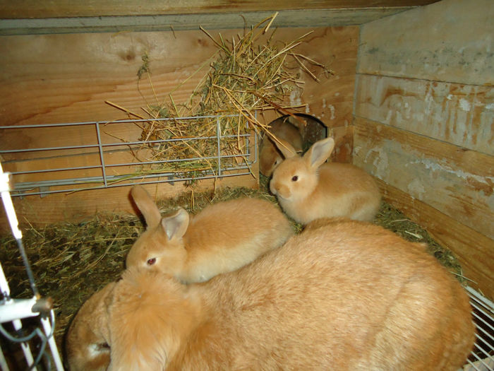 pui  din 08.01.2014 - iepuri marele berbec-galben