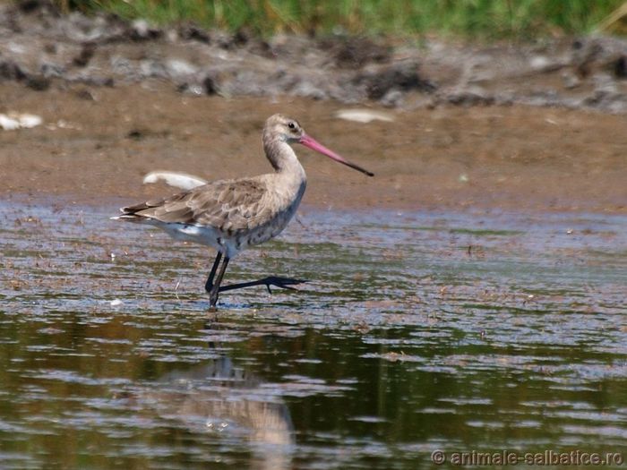 Sitarul de mal; ( Limosa limosa )
