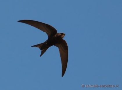 Drepneaua neagra - Pasari din RO - imagini individuale