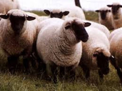 cap negru german - RASE DE OVINE FREGVENT CONFUNDATE INTRE ELE