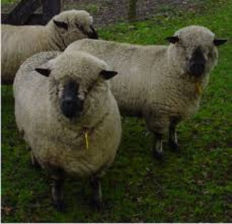 hamsire 1 - RASE DE OVINE FREGVENT CONFUNDATE INTRE ELE