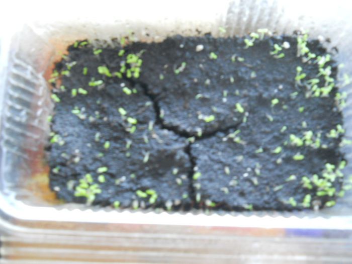 seminte tomentosa 2012-germineaza la fel de bine ca cele de 2013 - Paulownia tomentosa si elongata germinare