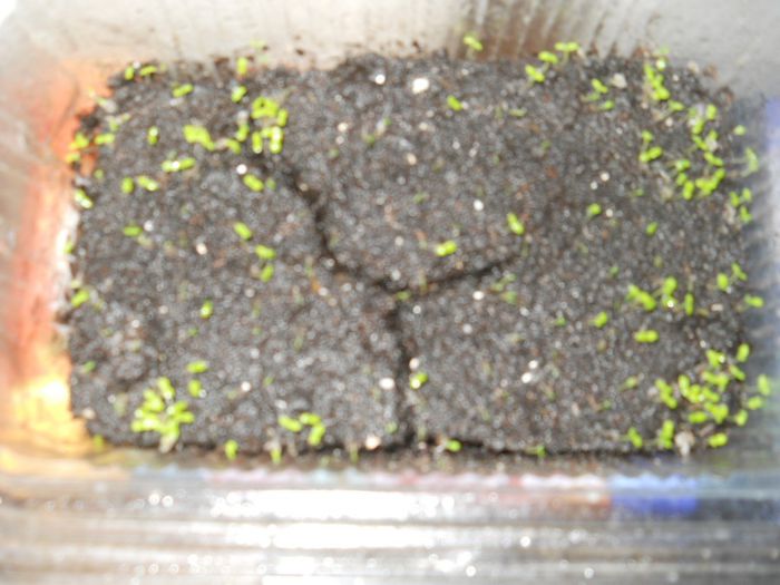 seminte tomentosa 2012-germinare 100% - Paulownia tomentosa si elongata germinare