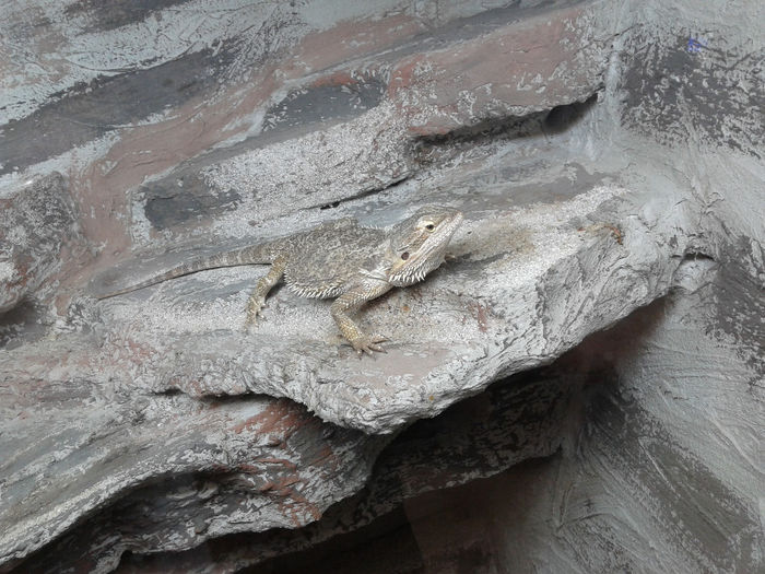 Expozitie de reptile,Bucuresti - Aleatorii