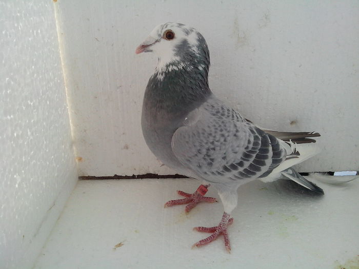 03f; Pui 2013
De la cumnatul meu.
