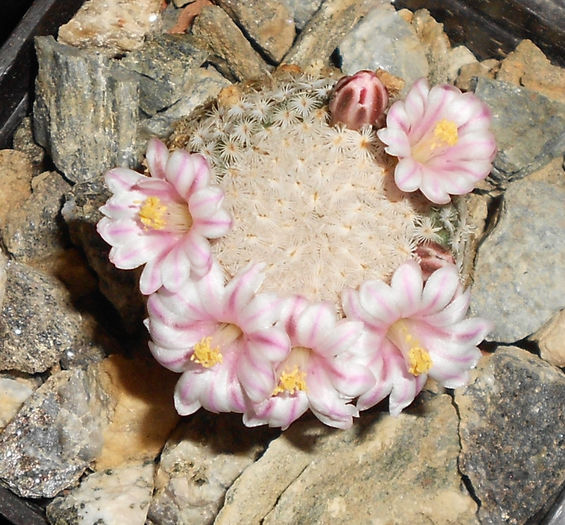 mammillaria sanchez-mejoradae