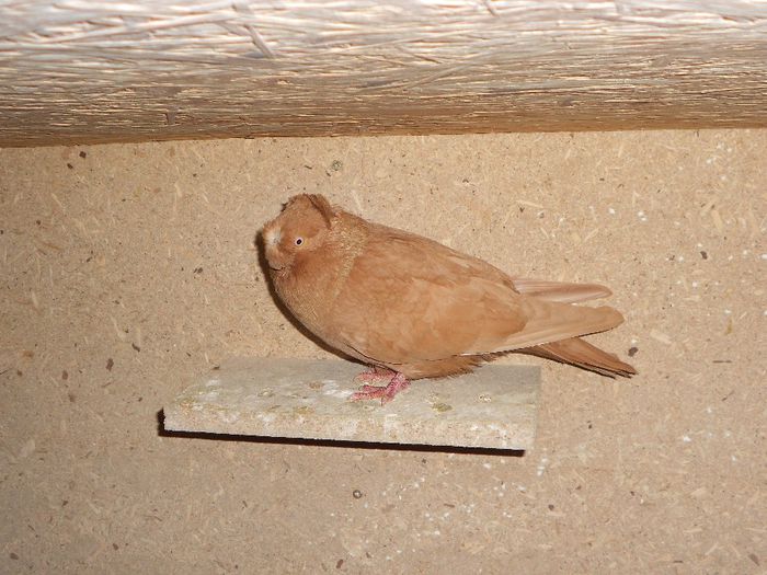 Frate Abosult 2013 Nr. 1