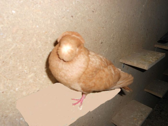 Frate Abosult 2013 Nr. 2; de vanzare
