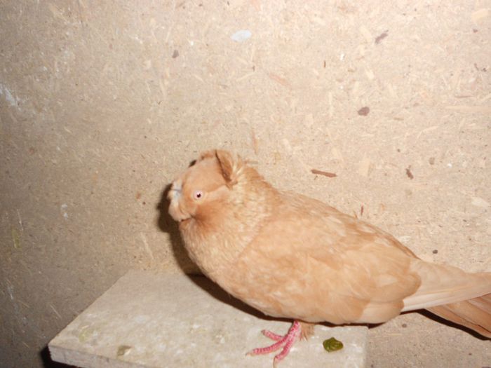 Frate Abosult 2013 Nr. 3