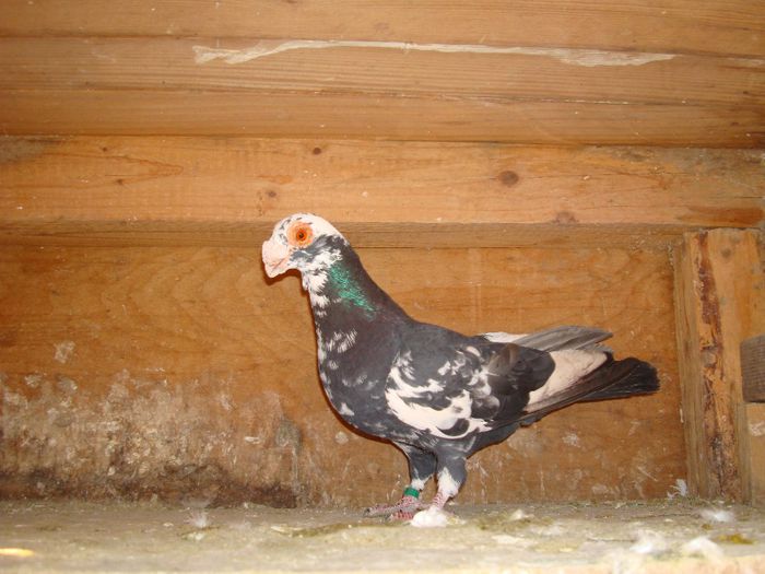 DSC00913 - pui 2012
