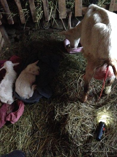 Abigal; la 11 luni a fatat 2 iedute
