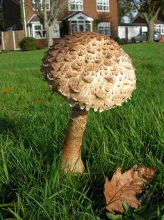 Pălăria şarpelui ( Burete şerpesc); (Lepiota procera)
Creşte în păduri deschise şi pajişti, vara şi toamna. Este foarte bună, fără picior.
