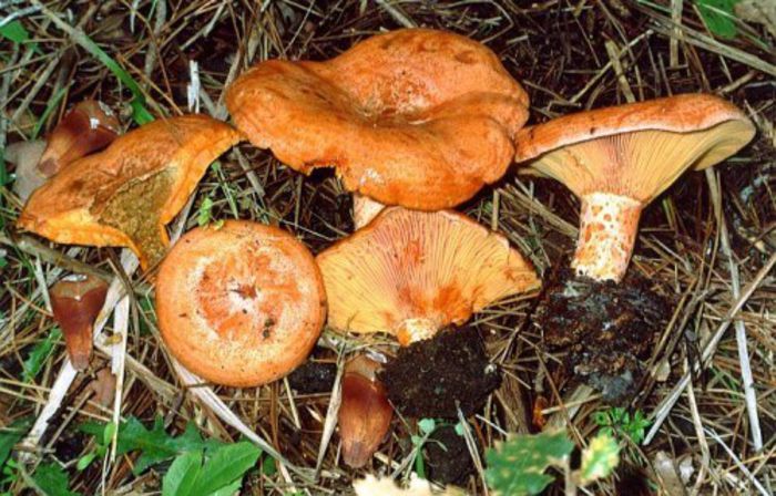 Râşcov; (Lactarius deliciosus)
Creşte în păduri de conifere vara şi toamna.
