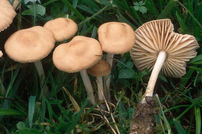 Bureţi de rouă; ( Marasmius oreades)
  Carnea are un miros de garoafe şi un gust plăcut
