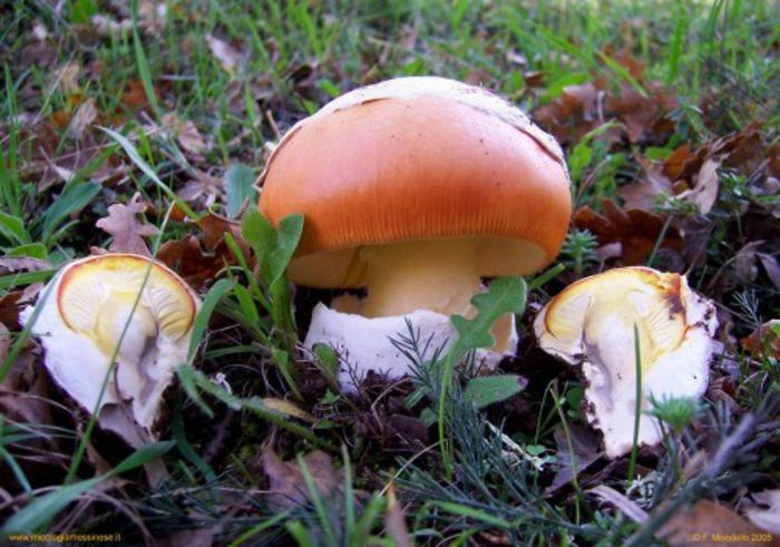 CRAITELE  sau  buretele domnesc sau ousoare sau roinita; (Amanita caesarea)
