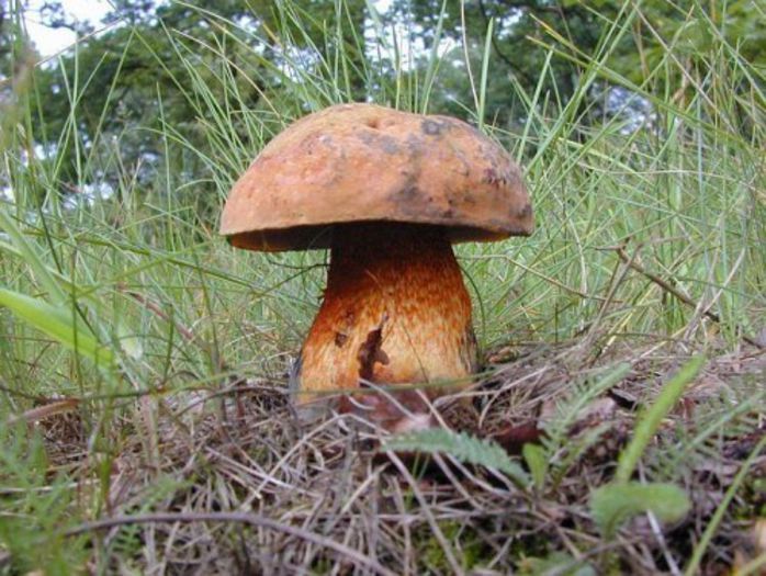 Pitarcă, mitarcă grasă(hrib rosu); (Boletus luridus)buretelevrăjitoarei, hribul-mistreţului
creşte în păduri mai ales vară şi toamna; este  foarte bună.
