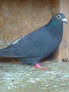 F-2003-Hetru - Porumbei voiajori negri