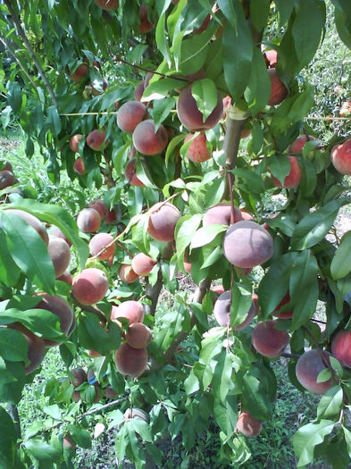 02.08.2013-piersic triumf-foarte copt