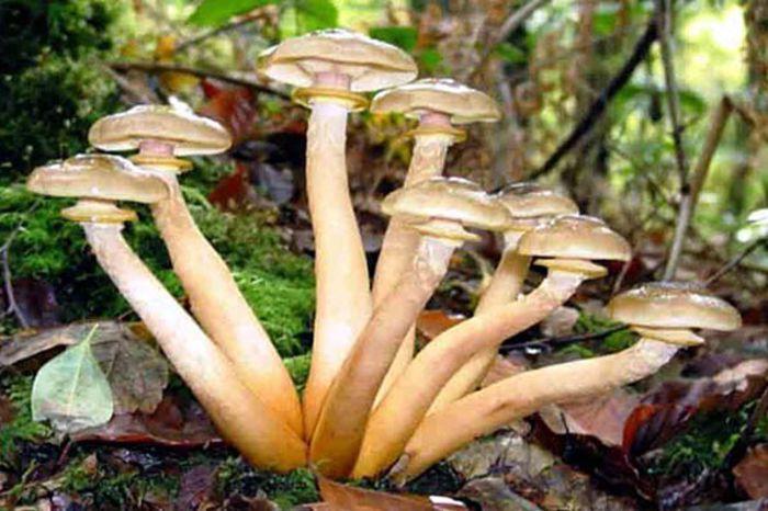 Ghebele tomnatice; (Armillaria mellea) 
ciuperci foarte bune, dar devin amare, uneori de neconsumat, atunci când cresc pe conifere.
