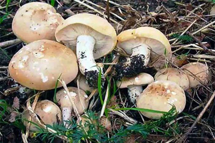 BURETELE  DE  MAI; (Tricholoma gambosum)
o ciupercă sălbatică excelentă
