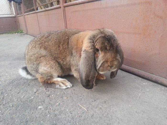 mascul agouti 1