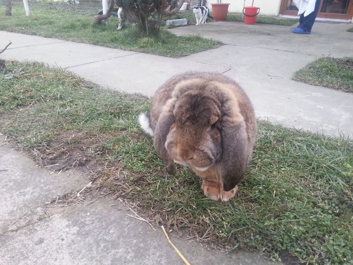 mascul agouti 1