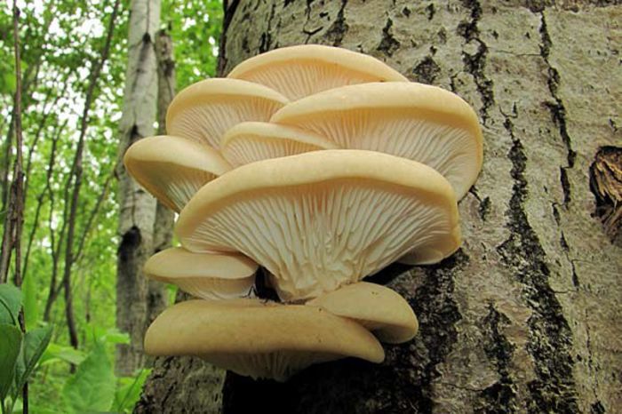 Păstrăvul de fag; (Pleurotus ostreatus)
 o ciuperca sălbatica sau cultivata, deosebit de gustoasa
