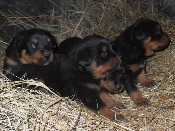 SASHA-DOLF-THOR-ATHOS - puii  de rottweiler